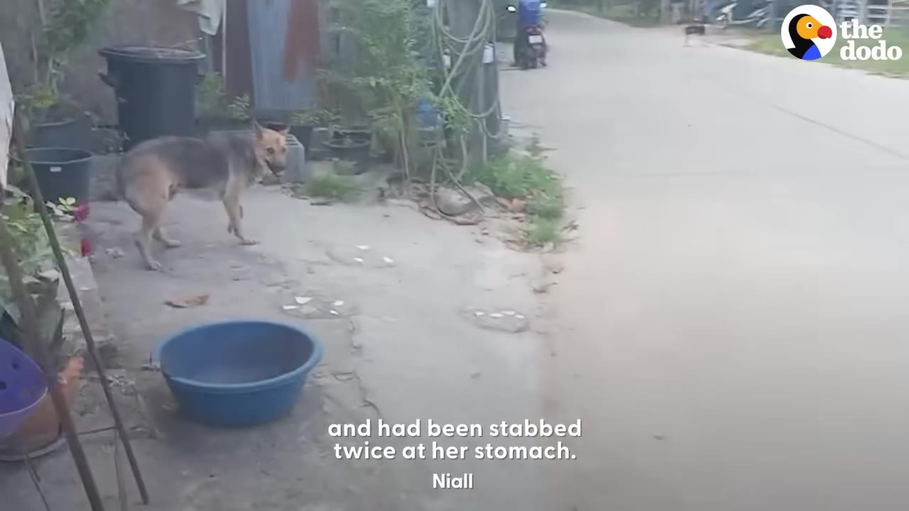 A stray dog stands on a concrete path next to a blue plastic tub and trash bins, looking towards the camera.