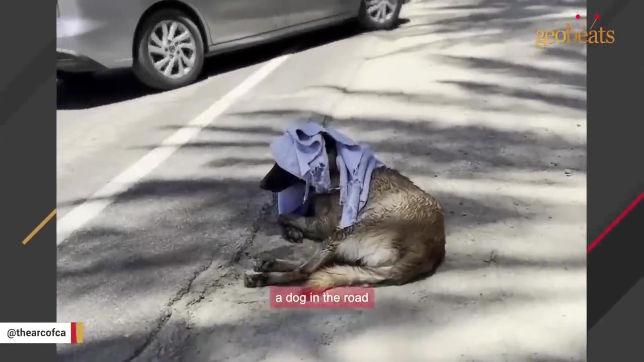 A dog lies on the side of a paved road with a light blue cloth draped over its head.