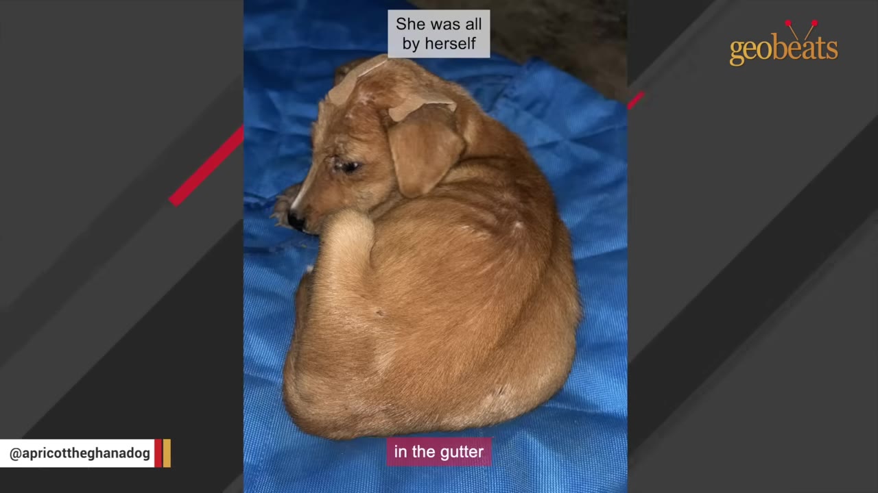 A small, thin brown puppy curled up on a blue tarp, looking vulnerable and lonely.