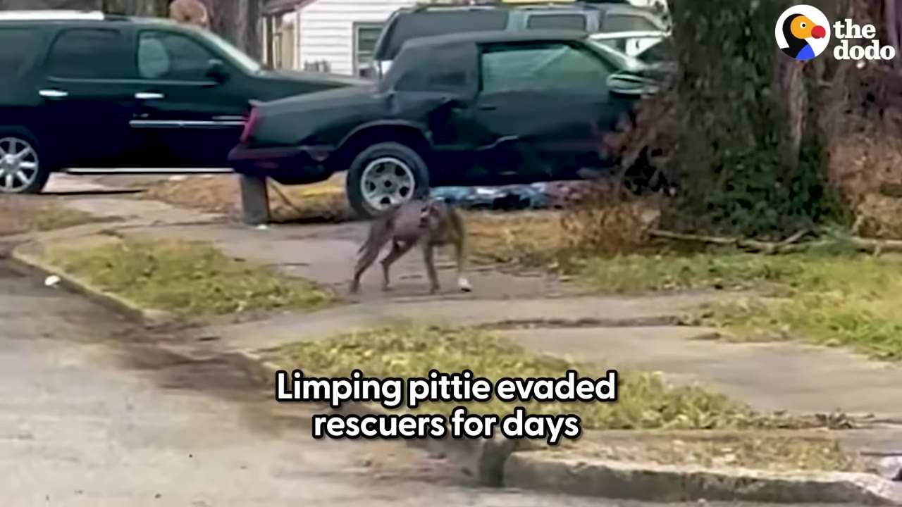 A thin, grey pit bull-type dog limps along a sidewalk in front of parked cars.