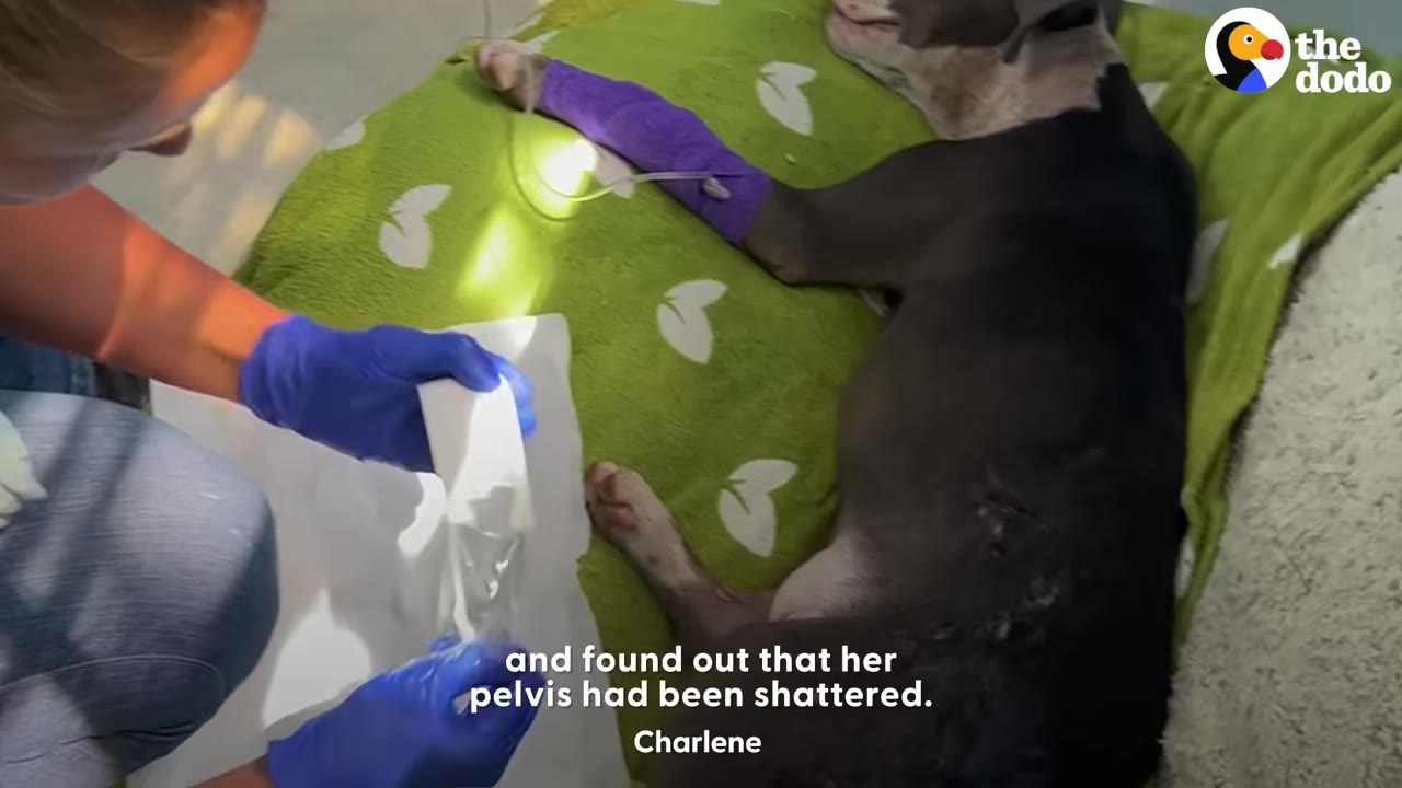 A black and white dog lies on a green patterned blanket while a veterinary professional in blue gloves prepares medical supplies, with the subtitle 'and found out that her pelvis had been shattered' visible.