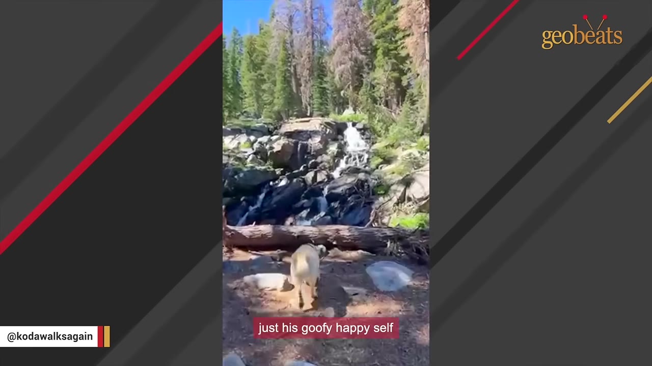 A light-colored dog walks on a dirt path near a fallen log and a small rocky waterfall in a forest.