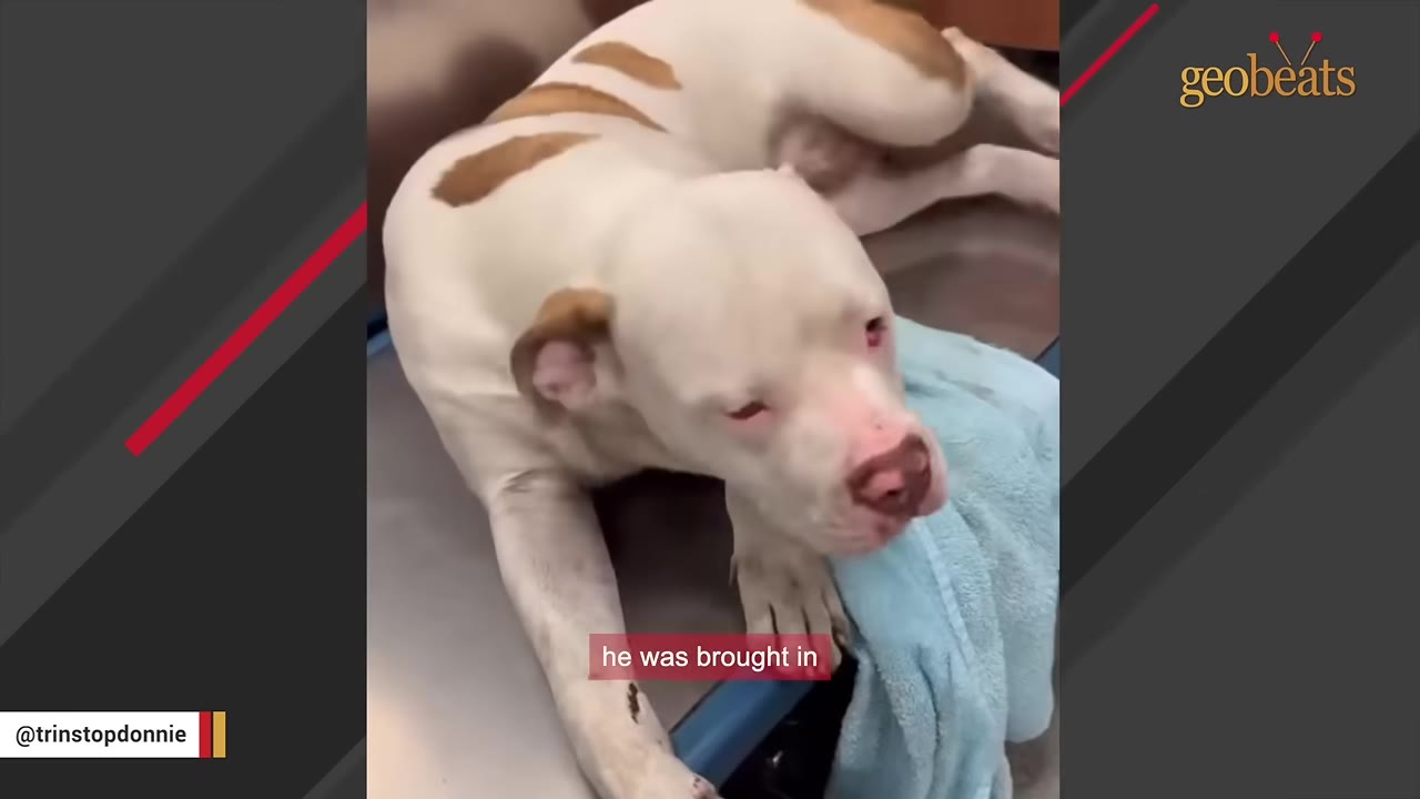 A white and brown dog lying on a metal examination table with a blue towel, looking weak and sad.