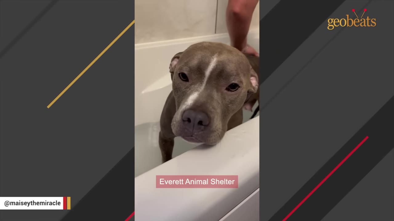 A close-up of a brown and white pit bull-type dog looking sad while resting its chin on the edge of a white bathtub at the Everett Animal Shelter.