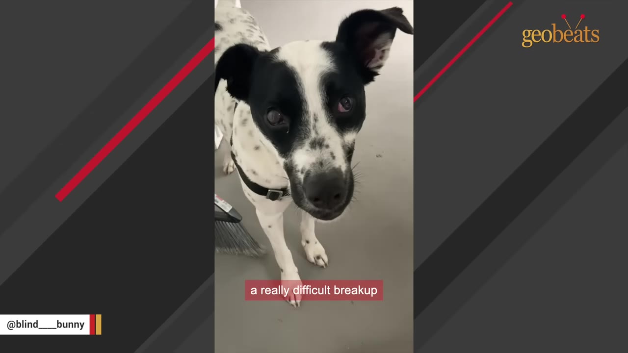 A close-up shot of a black and white dog with floppy ears looking directly up at the camera with a sad expression.