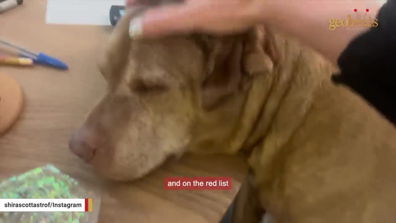 A close-up of a brown dog being gently petted on the head by a person's hand, with a subtitle reading 'and on the red list'.