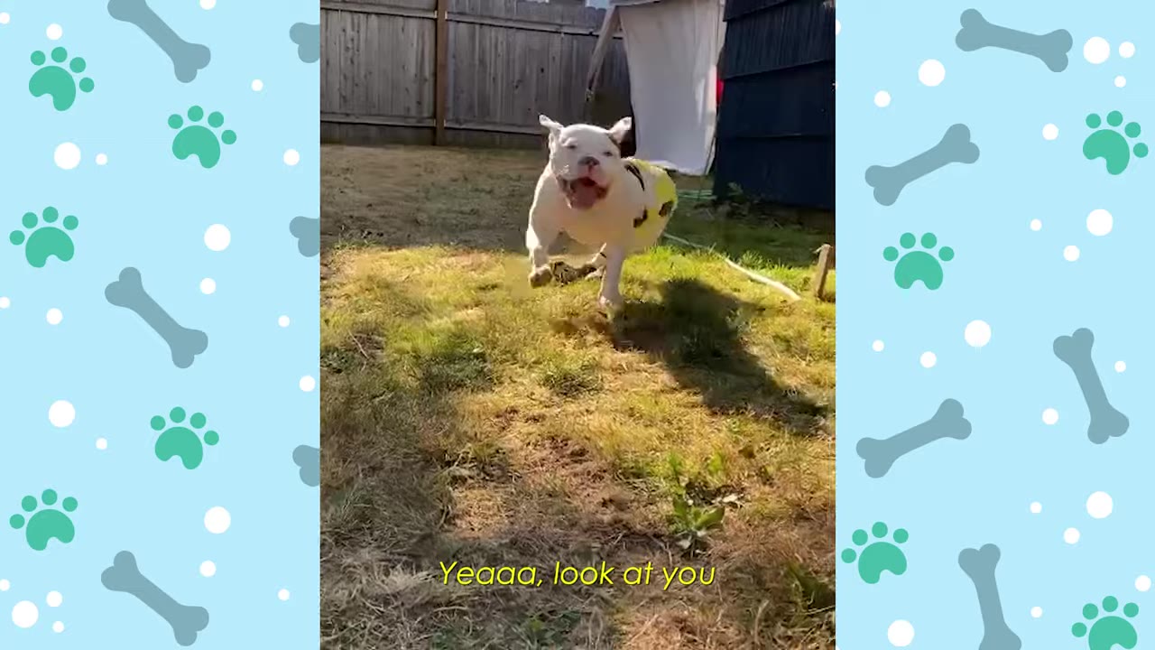 A white dog wearing a yellow harness happily runs forward across a grassy yard.