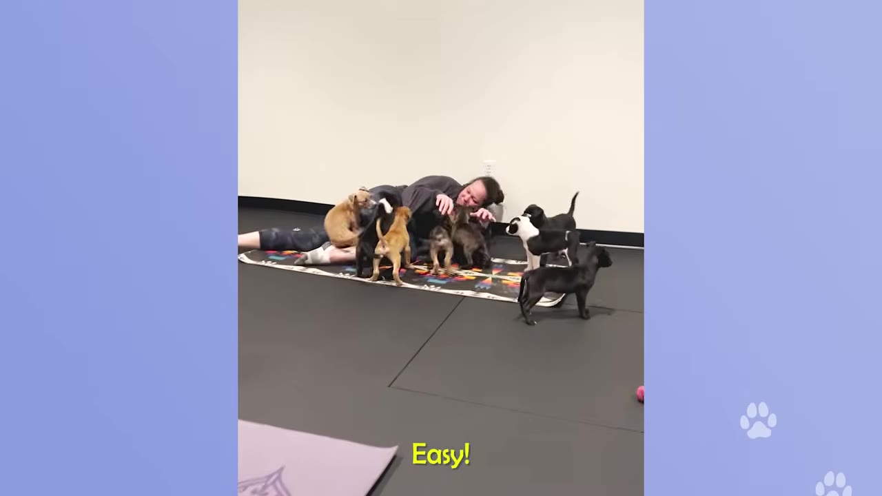 A person lies on a yoga mat on the floor, smiling as they are surrounded and greeted by several playful puppies.