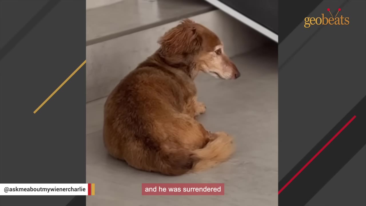 A senior long-haired dachshund with a grey muzzle sits on a grey floor, looking off to the side with a somber expression.