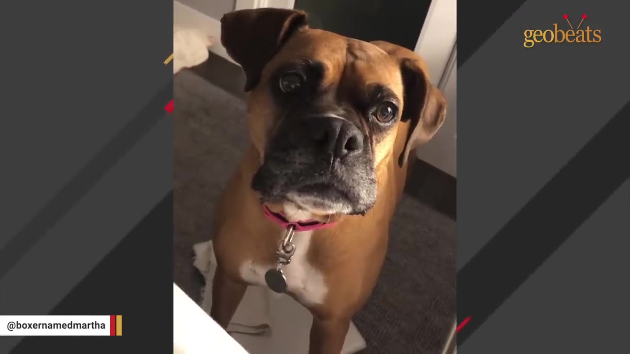 A close-up shot of a brown boxer dog with a pink collar looking up with wide, expressive eyes.