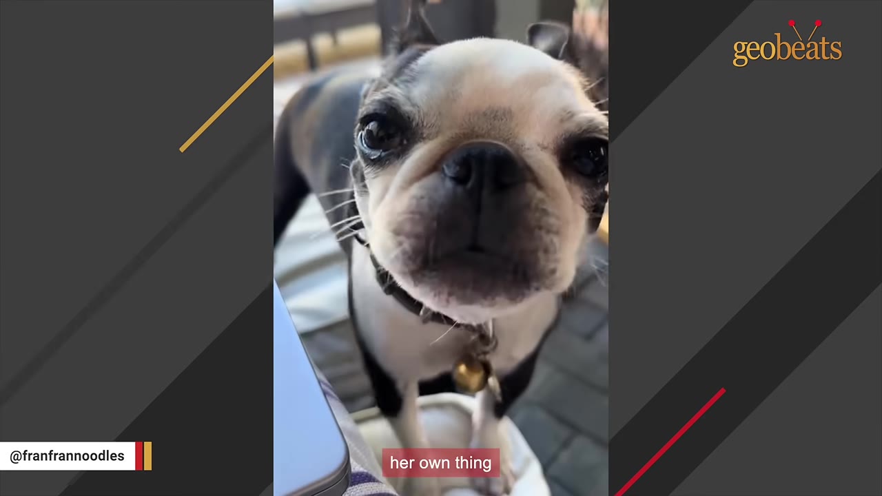 A close-up shot of a black and white Boston Terrier looking directly into the camera lens.
