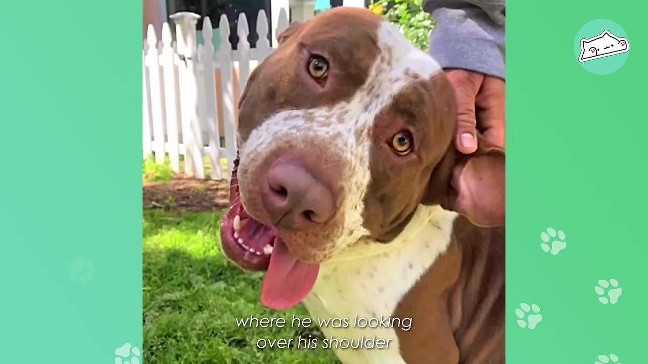 A brown and white dog with a speckled face tilts his head and looks over his shoulder with a wide, happy expression and his tongue out.