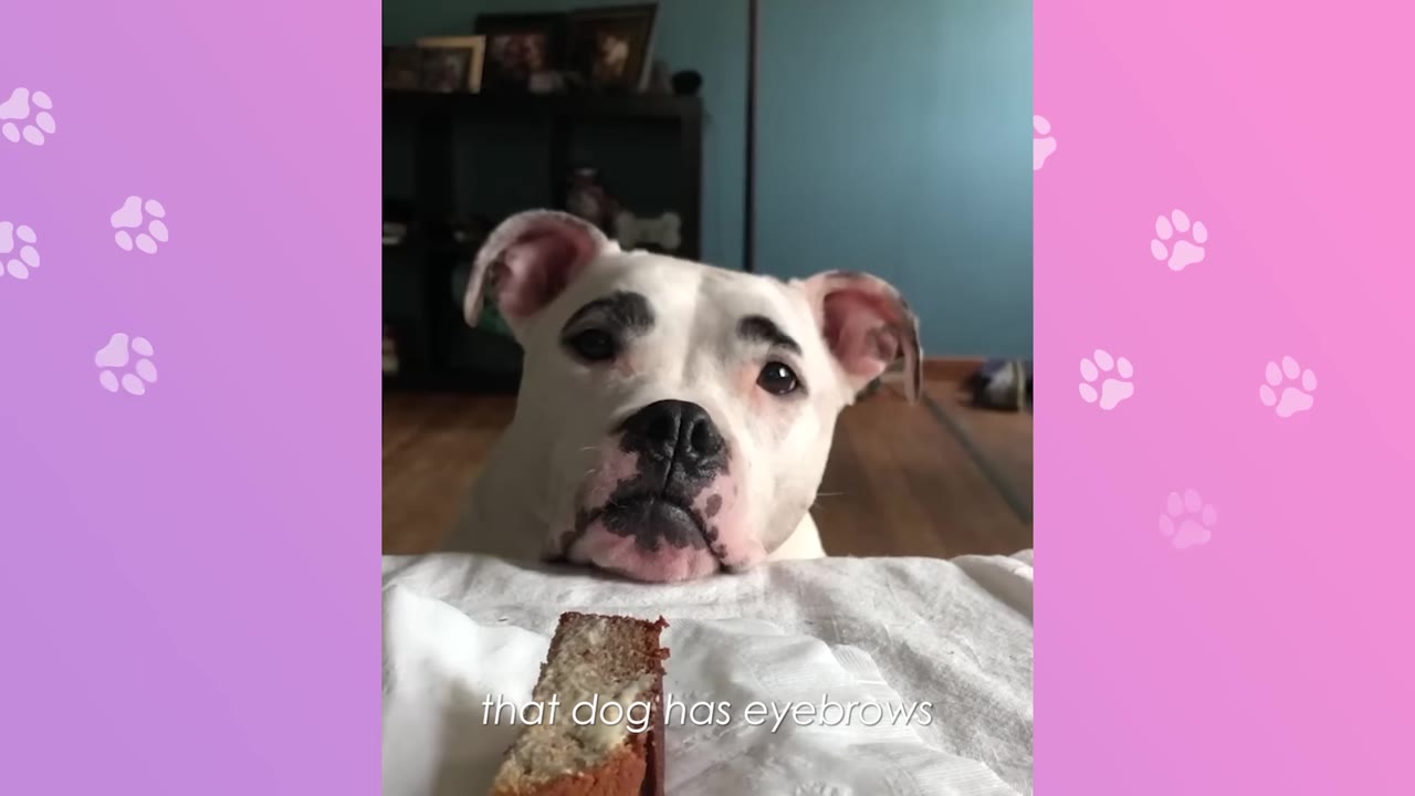 A white dog with distinct black markings resembling eyebrows looks directly forward, resting its chin near a table with a slice of bread.