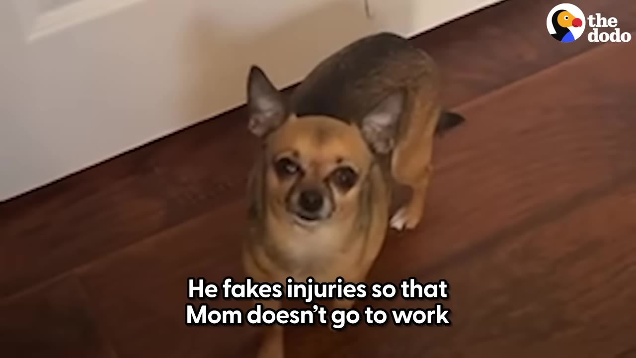 A small brown chihuahua stands on a wooden floor, looking up attentively with its ears perked.