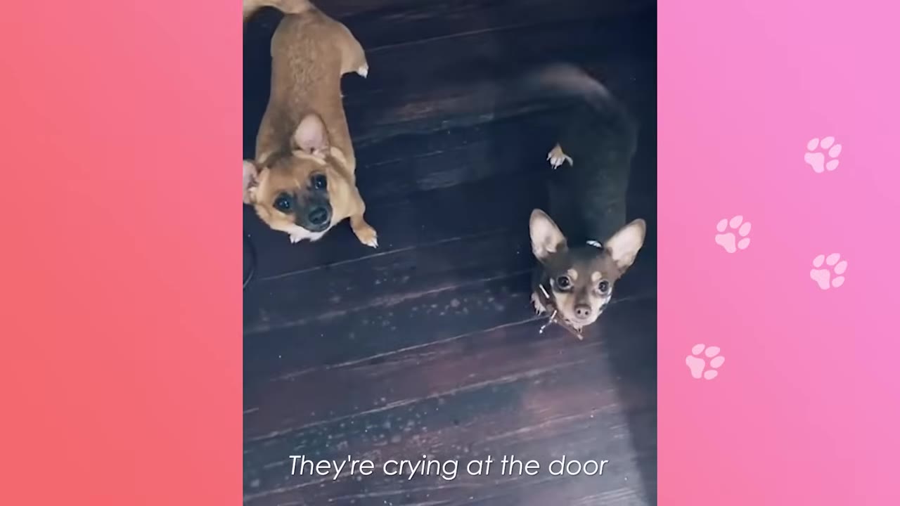 Two small brown dogs look up expectantly from a dark wooden floor.