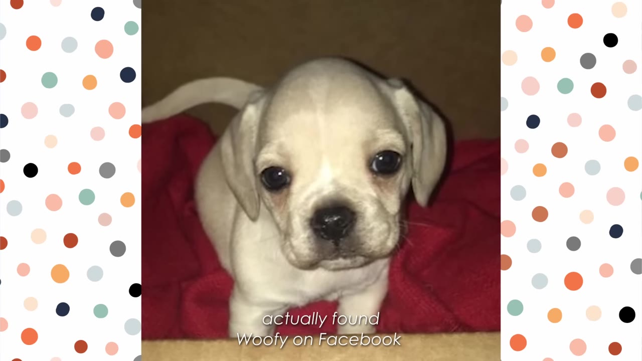 A small white puppy stands inside a cardboard box on a red blanket, with text overlay reading 'actually found Woofy on Facebook'.