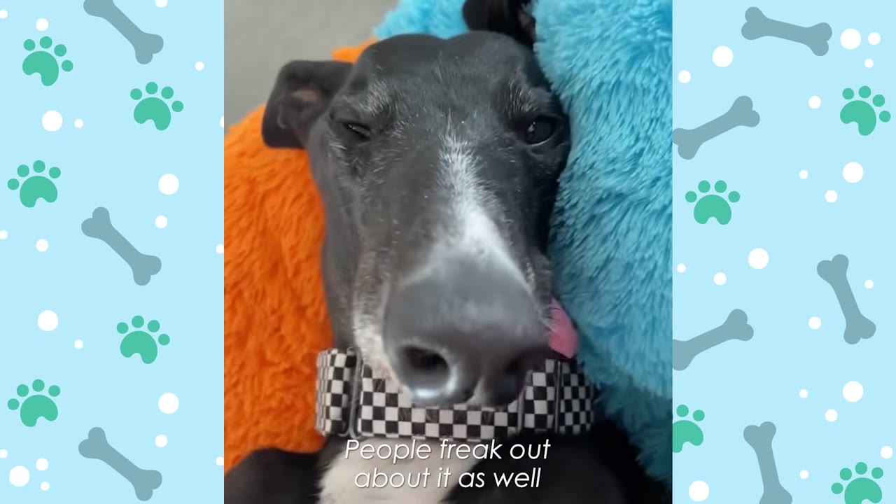 A close-up of a black and white greyhound lying on colorful pillows, wearing a checkered collar, with its tongue slightly sticking out.