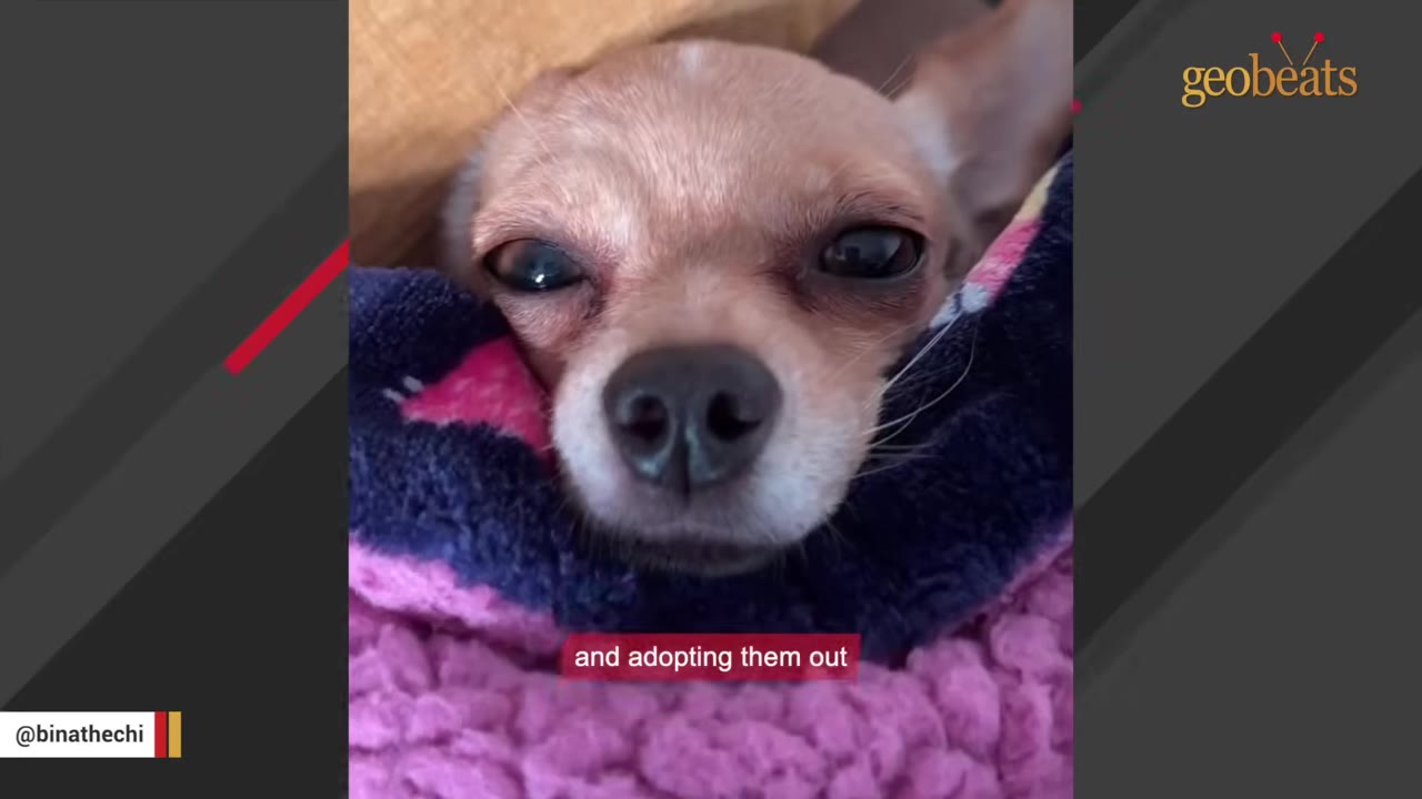 A close-up of a small tan chihuahua wrapped snugly in a pink and blue fleece blanket.
