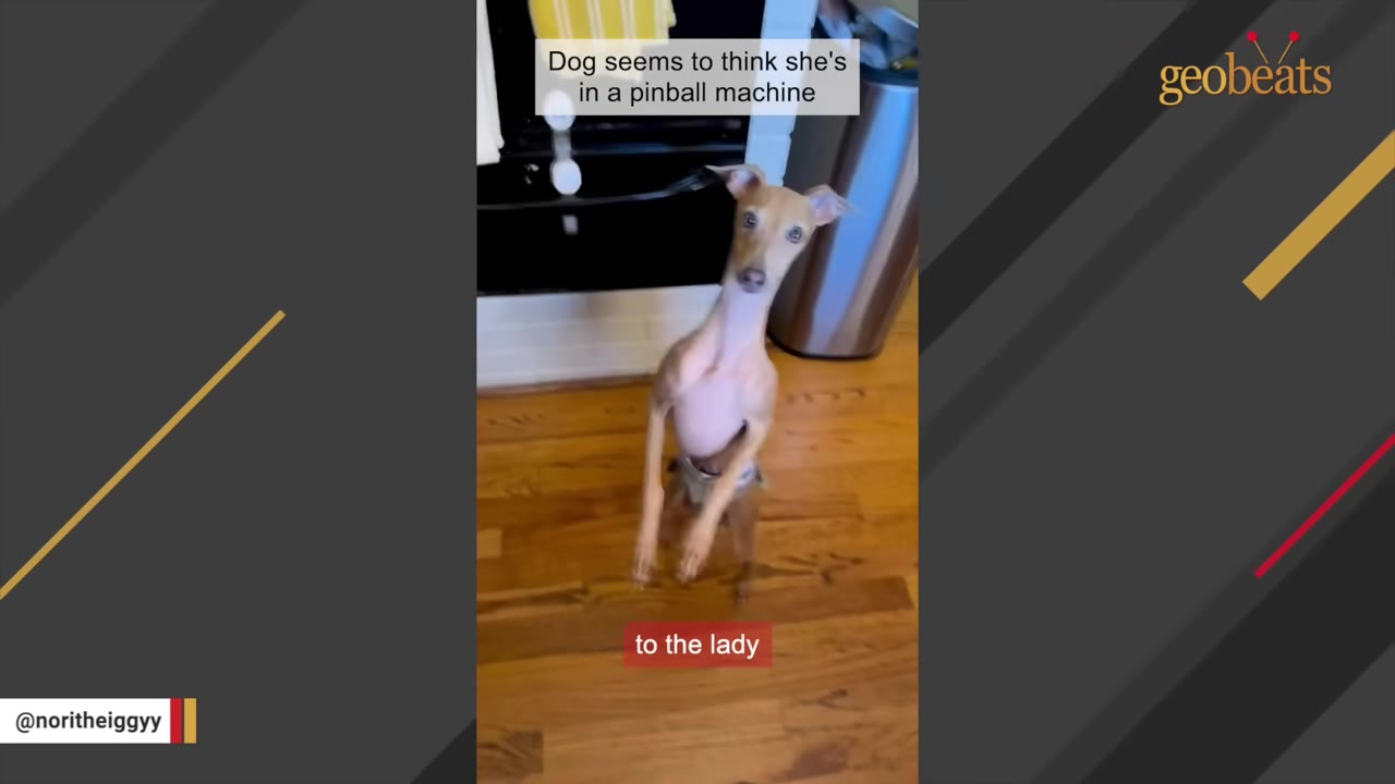 A small, light brown Italian Greyhound standing on its hind legs on a wooden floor, looking directly at the camera.