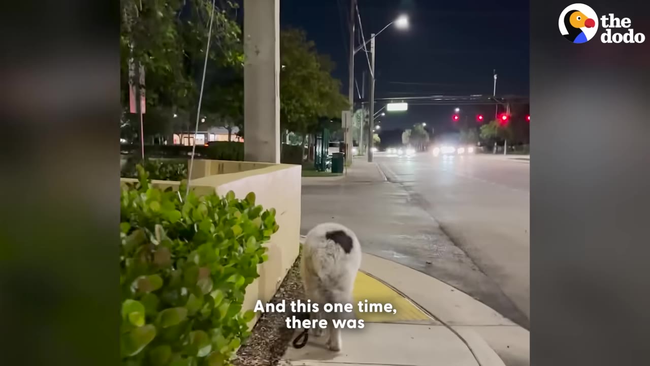 A large fluffy dog with a black spot on its back walks on a sidewalk at night next to a street with traffic lights in the distance.