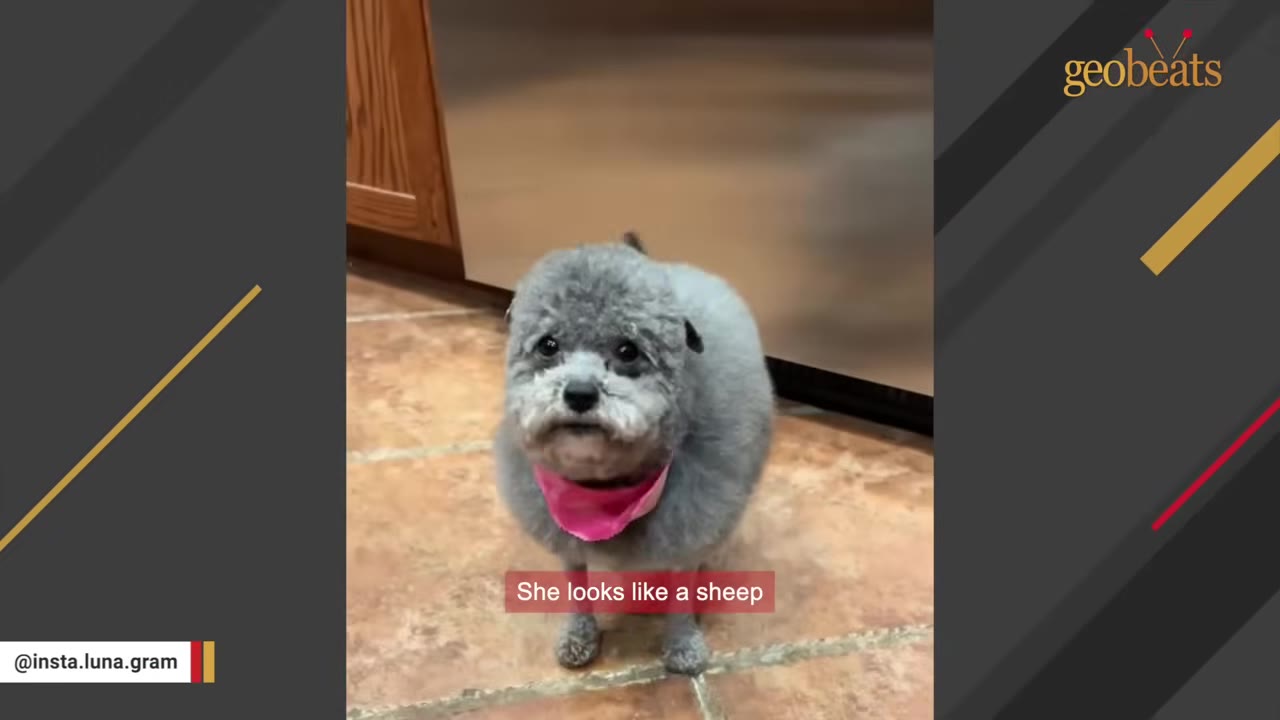 A small, fluffy gray dog with a round haircut and a pink bandana stands on a tiled floor, looking up at the camera.