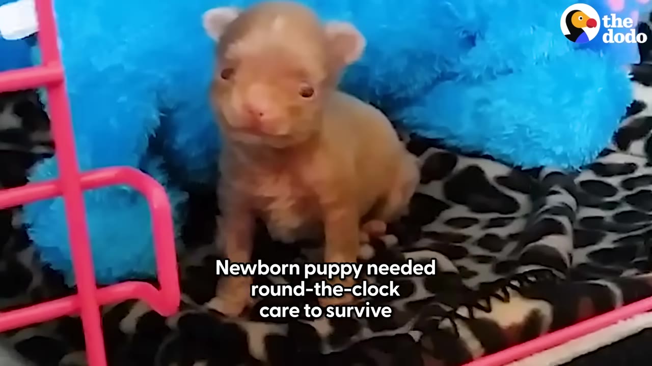 A tiny, light brown newborn puppy sits on a leopard-print blanket next to a blue plush toy, looking forward.