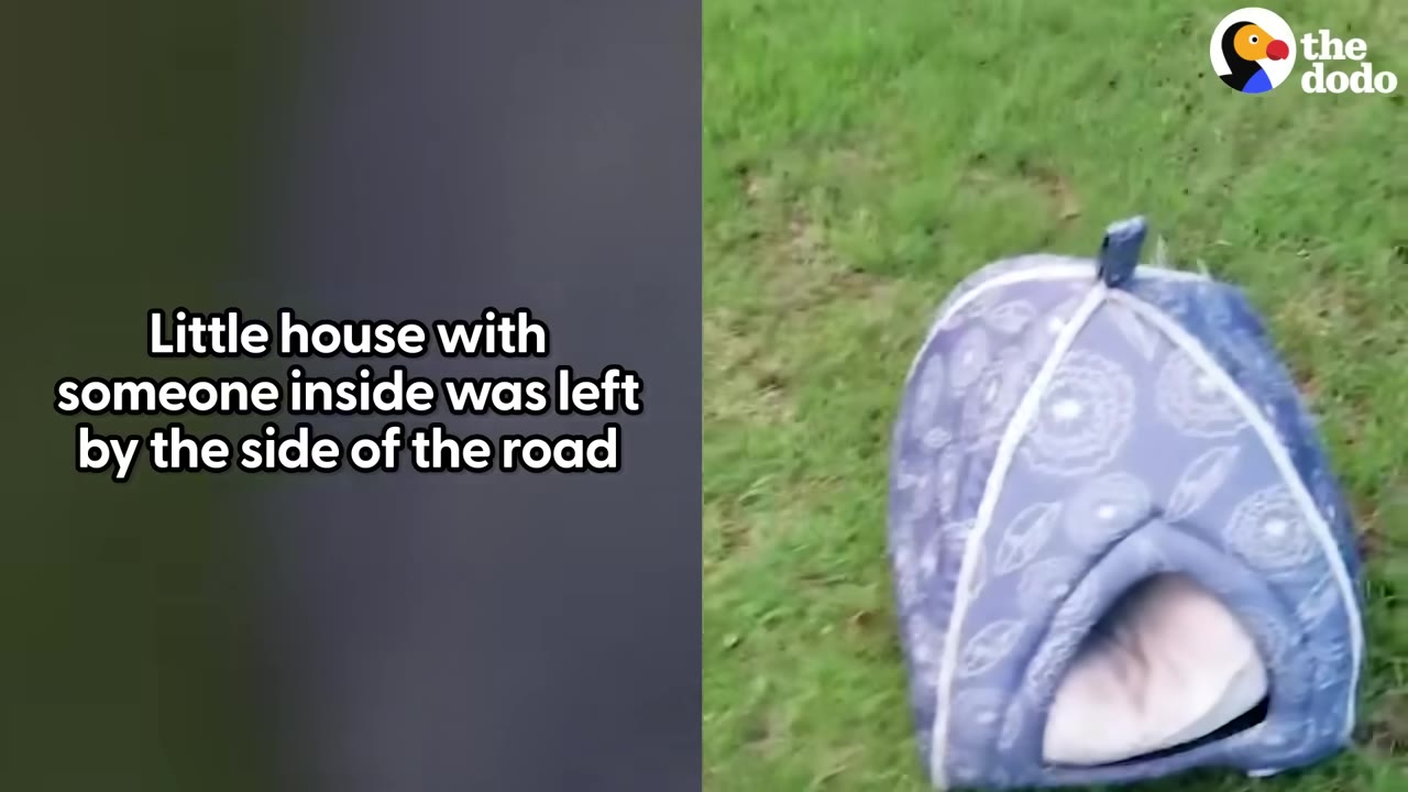 A small, patterned blue fabric pet house sitting on green grass by the side of a road.