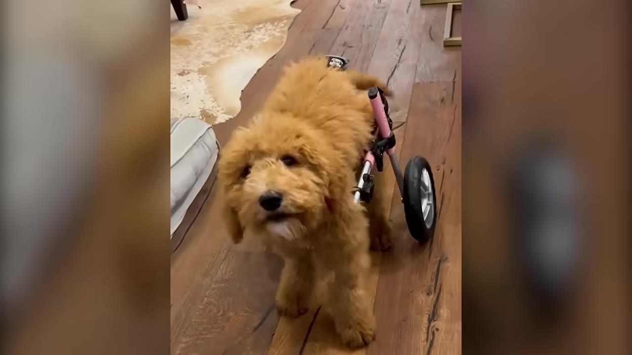 A fluffy golden puppy standing on a wooden floor while using a pink canine wheelchair.