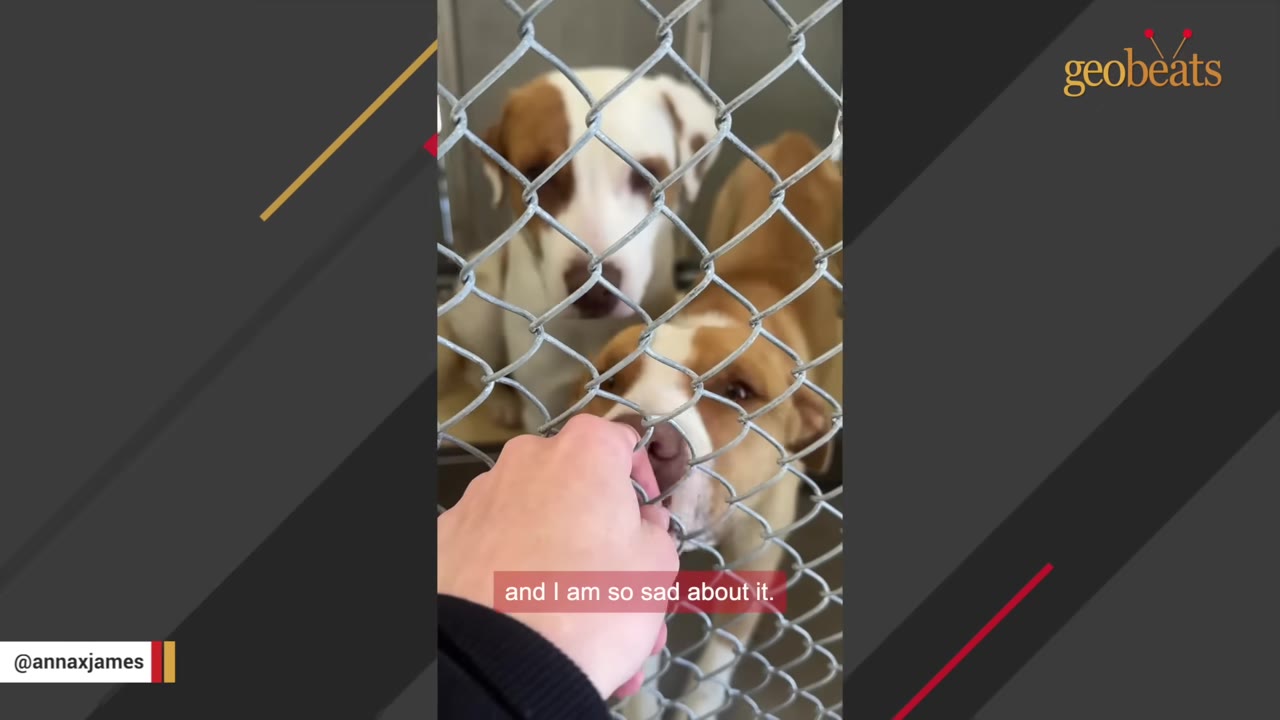 A close-up shot of a person's hand reaching through a chain-link fence to touch the nose of a brown and white dog in a shelter kennel, with another dog visible in the background.