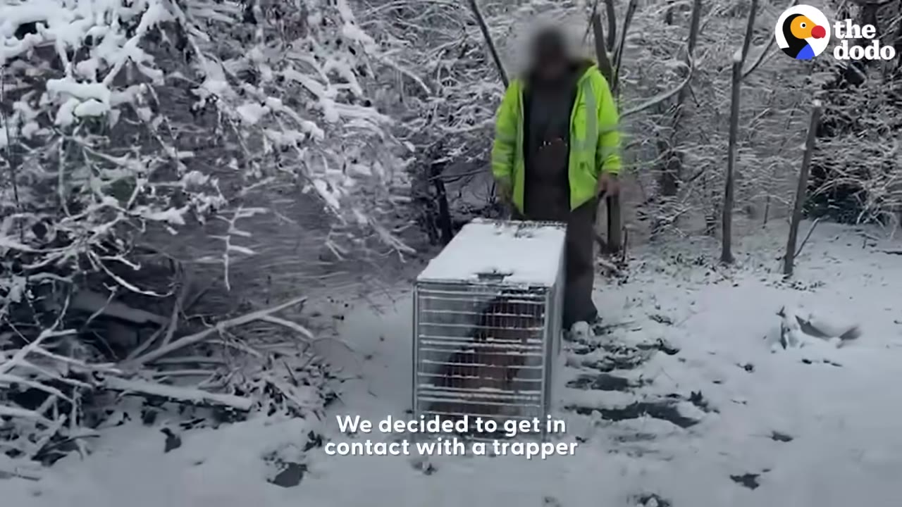 A person in a bright yellow jacket stands in a snowy wooded area next to a metal cage trap containing a brown dog.