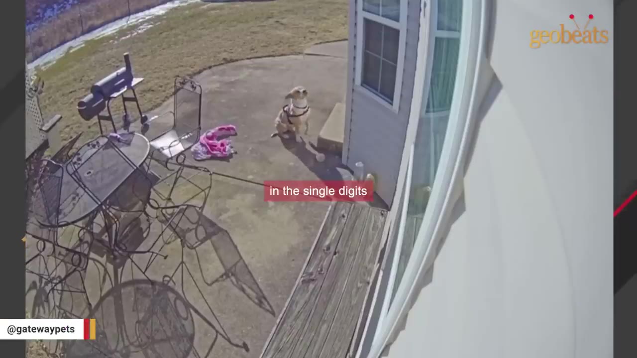 A security camera view of a tan and white dog sitting on a concrete patio outside a house, with snow visible on the grass in the background and a text overlay that reads 'in the single digits'.