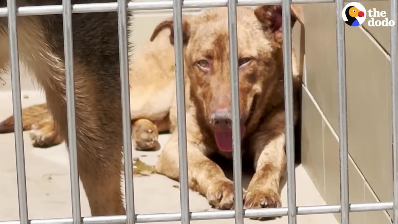 A brown, brindle-patterned dog lies down inside a metal kennel, looking forward with its tongue slightly out.