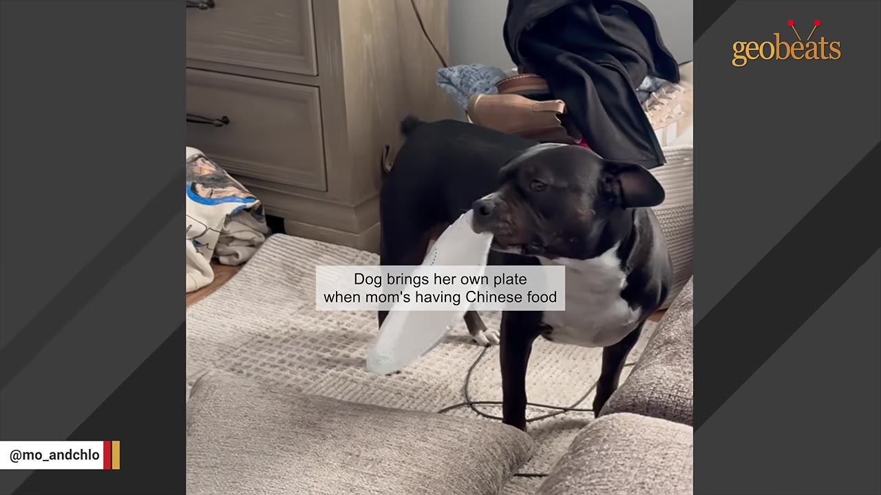 A black and white dog stands in a living room holding a white paper plate in her mouth.