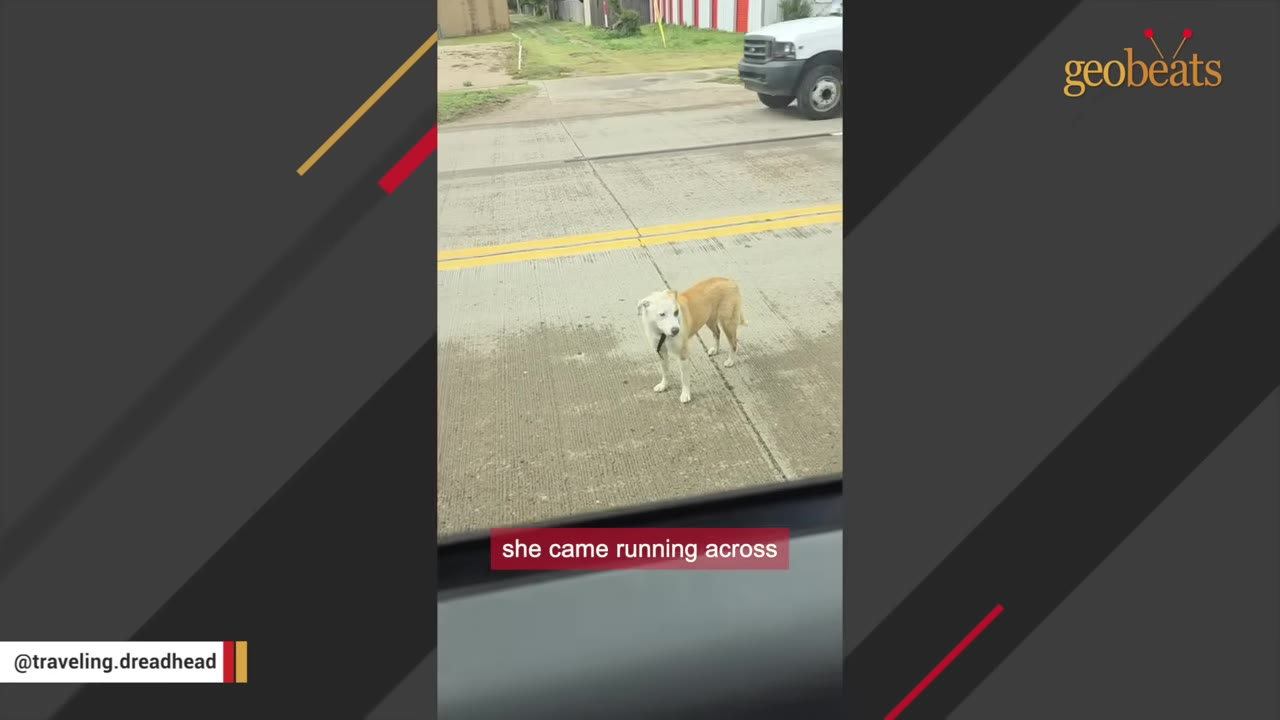 A tan and white dog standing in the middle of a paved road, viewed from inside a vehicle.