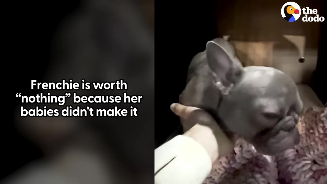 A small, grey French bulldog is gently cradled by a hand under her chin as she rests on a soft, pink and white knit blanket.