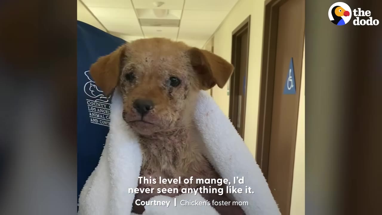 A small brown puppy with severe mange is wrapped in a white towel and held by a person in a blue uniform in a hallway.