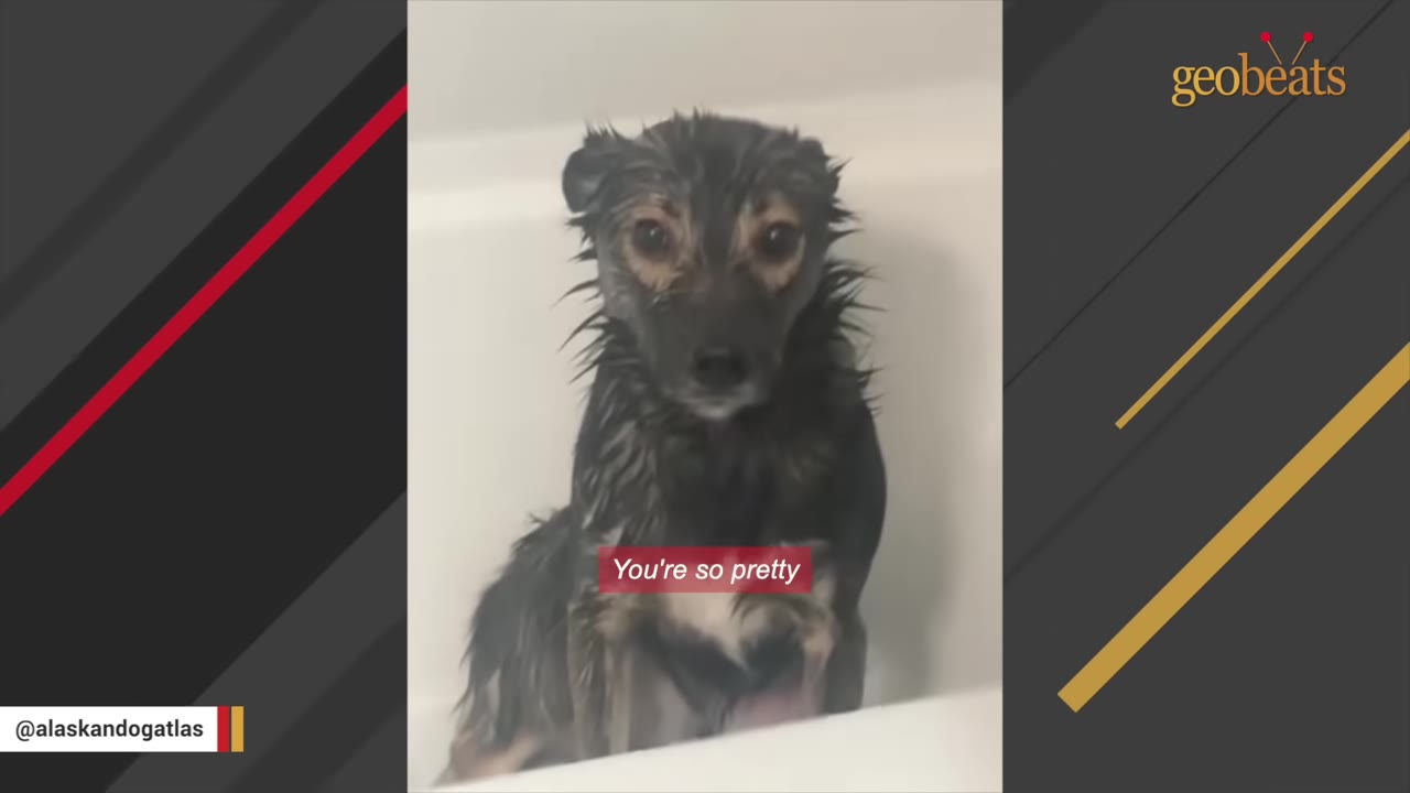 A small, wet, dark-furred dog with wide, anxious eyes sits in a white bathtub, looking directly at the camera.