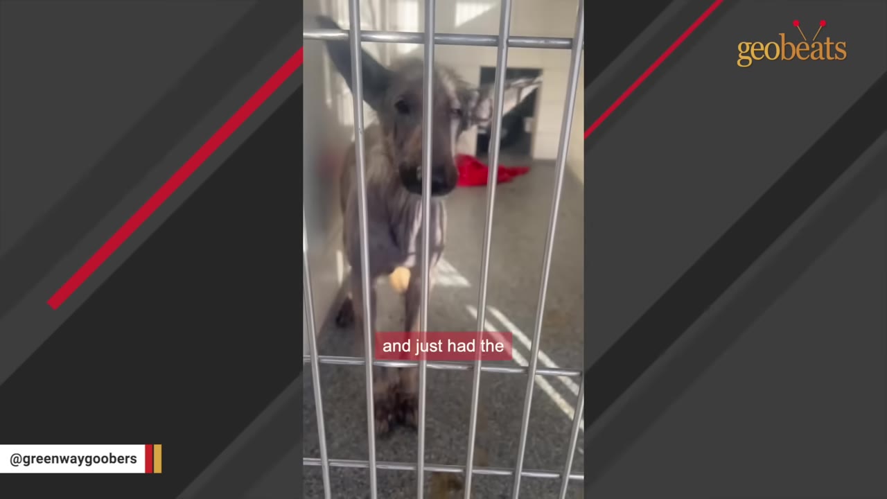 A very thin, hairless dog stands behind the metal bars of a shelter kennel.