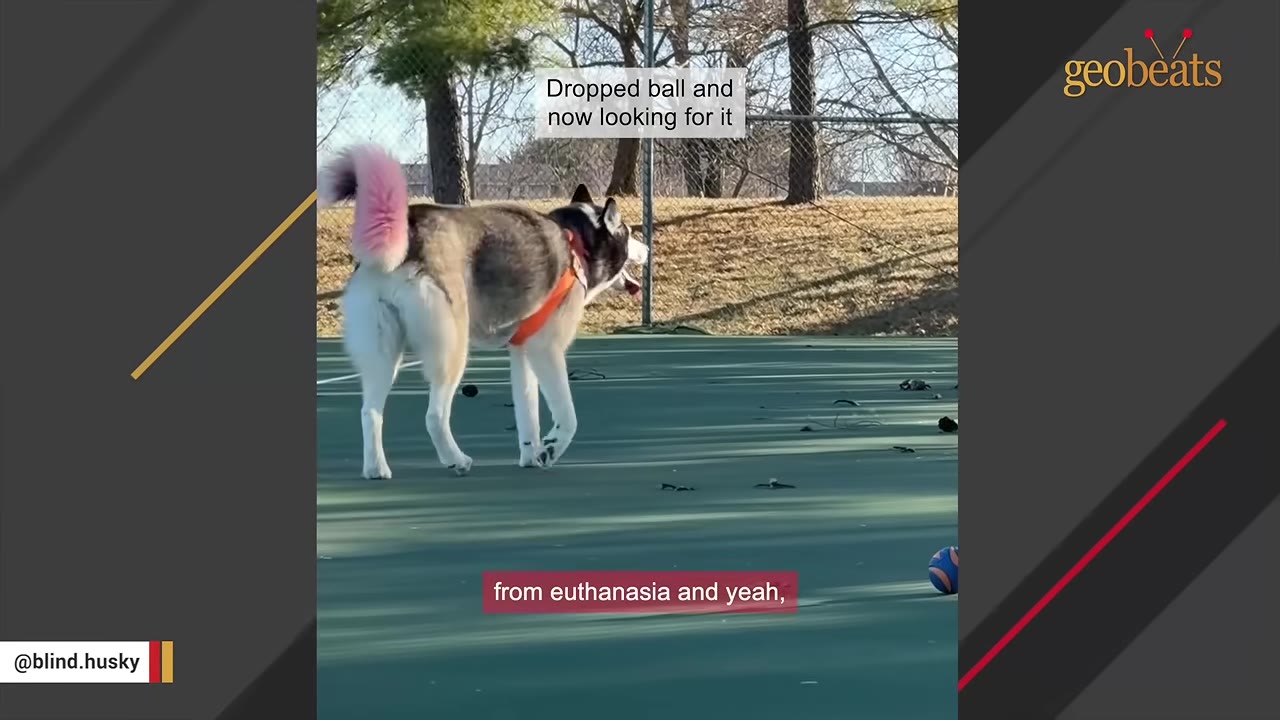 A husky dog with a pink-dyed tail and an orange harness walks on an outdoor green court, with a subtitle reading 'from euthanasia and yeah,'.