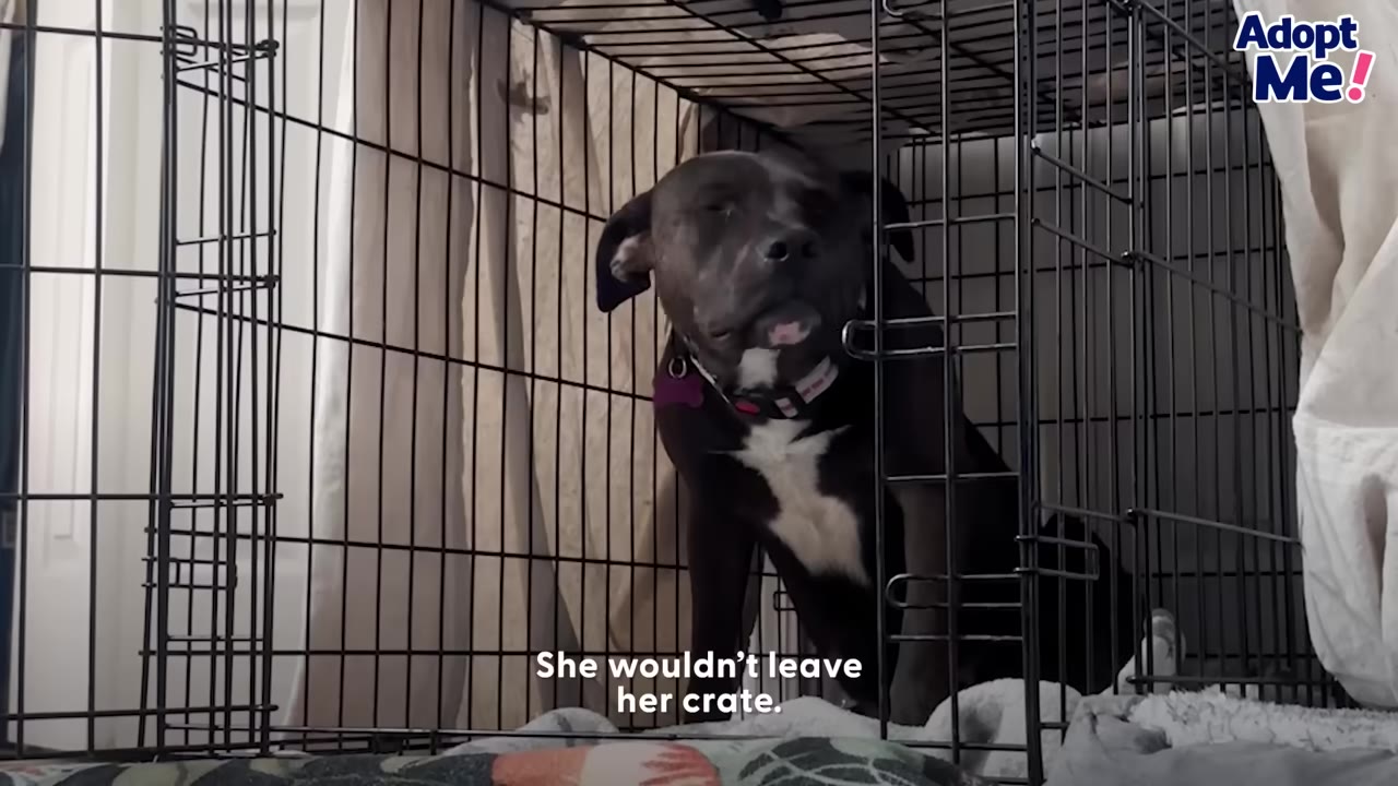 A black and white dog sits hesitantly inside a wire dog crate with a blanket.
