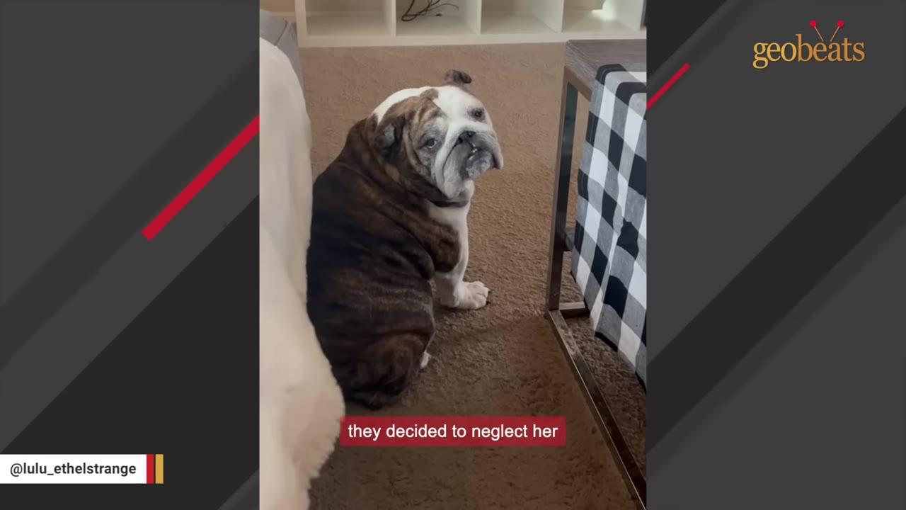 A brindle and white bulldog sits on a carpeted floor, looking back over her shoulder with a sad expression.