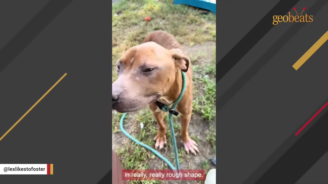 A thin brown dog with a green leash stands on patchy grass, looking downcast.