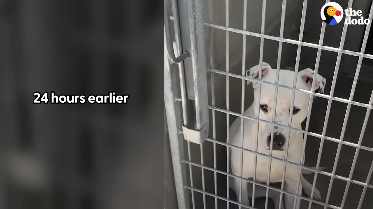 A sad white pit bull sits behind the metal bars of a shelter kennel.