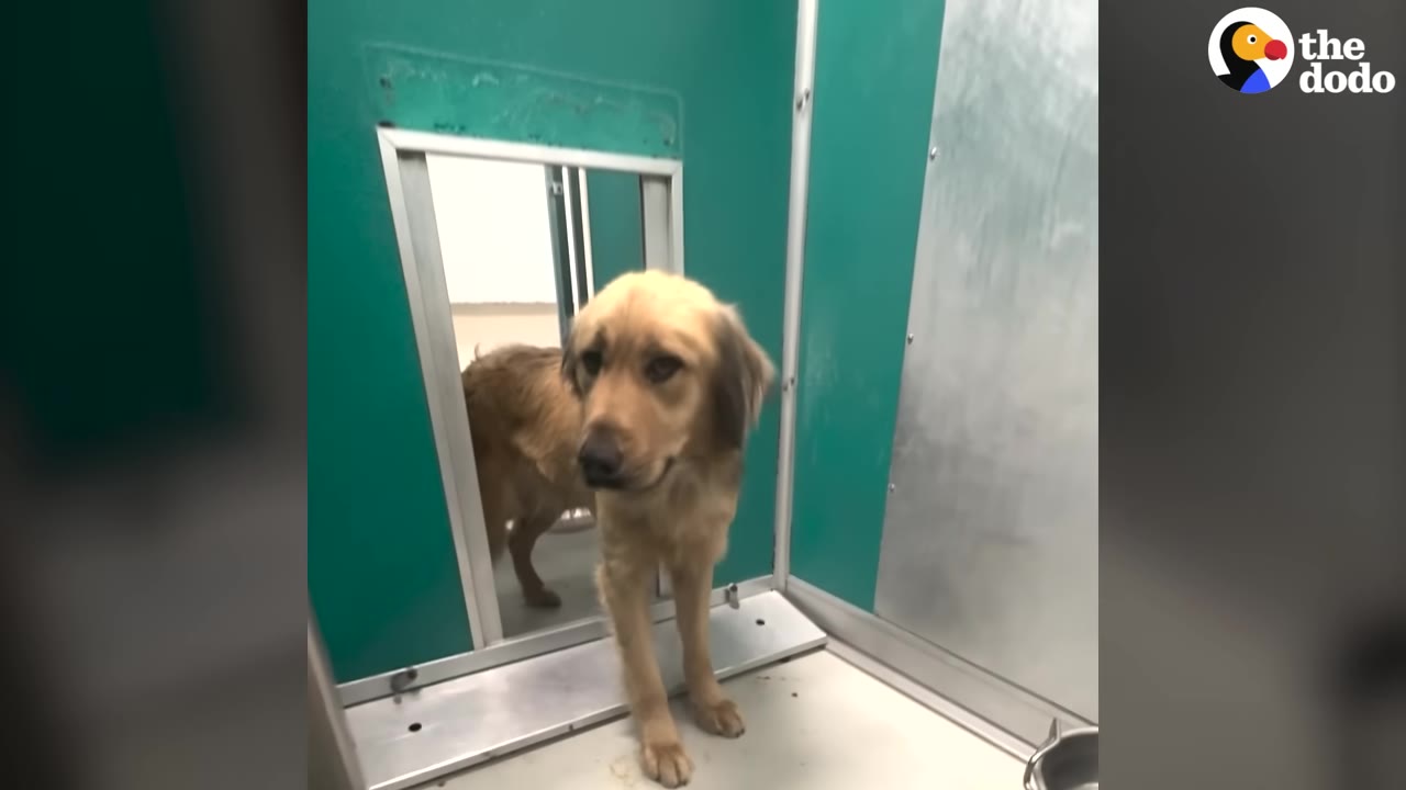 A timid golden-colored dog stands inside a green and metal shelter kennel, looking sad and overwhelmed.