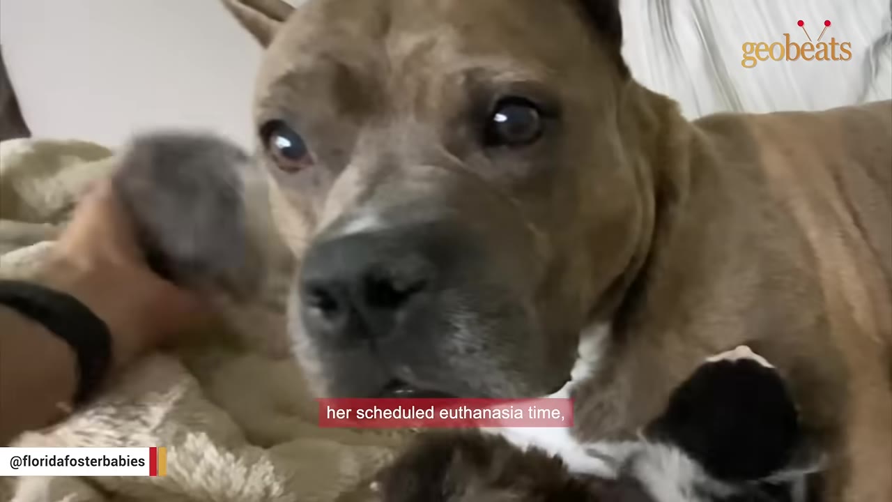 A close-up of a brown and white dog looking directly at the camera with a concerned expression, with text on screen reading 'her scheduled euthanasia time,'.