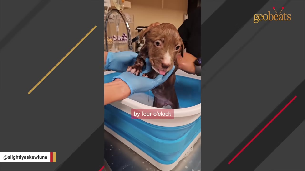 A small brown puppy with wide eyes is held in a blue tub by hands wearing blue gloves, with a subtitle reading 'by four o'clock'.