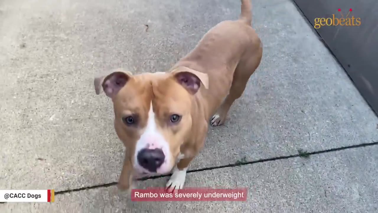 A tan and white pit bull-type dog stands on a concrete surface, looking up at the camera with wide eyes.