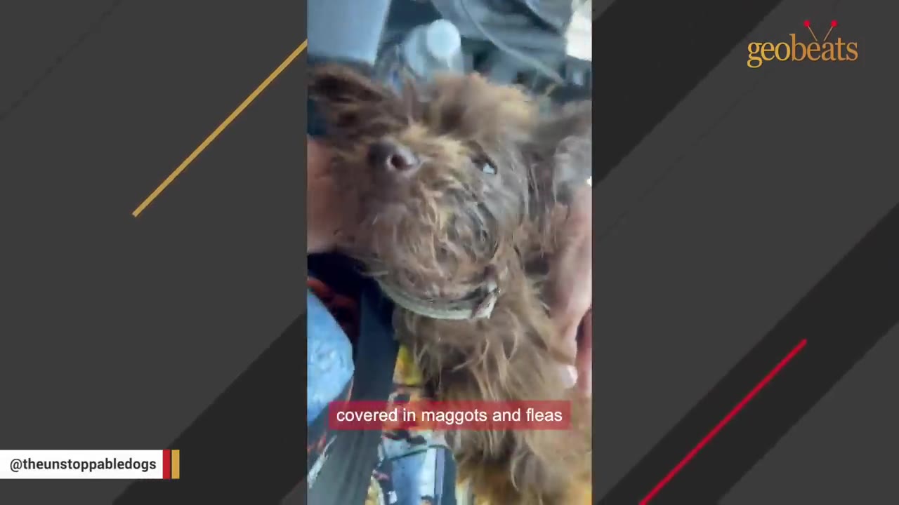 A small, scruffy brown dog with matted fur is held gently in someone's arms inside a vehicle.