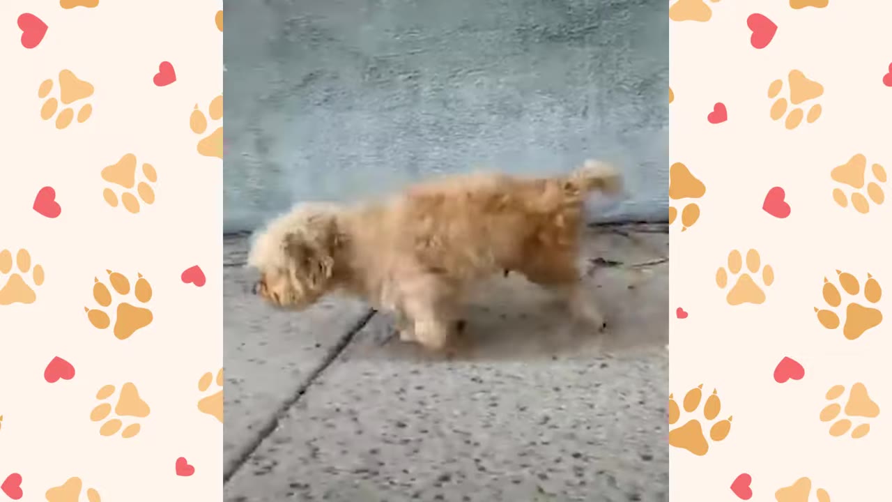 A small, scruffy, light-brown dog dragging its hind legs as it crawls across a concrete surface outdoors.