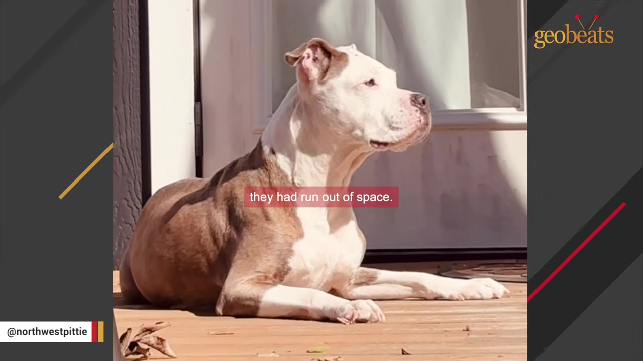 A brown and white dog lies on a wooden deck in the sun, looking off to the side with a serious expression.